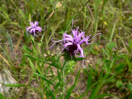 {Liatris squarrosa}